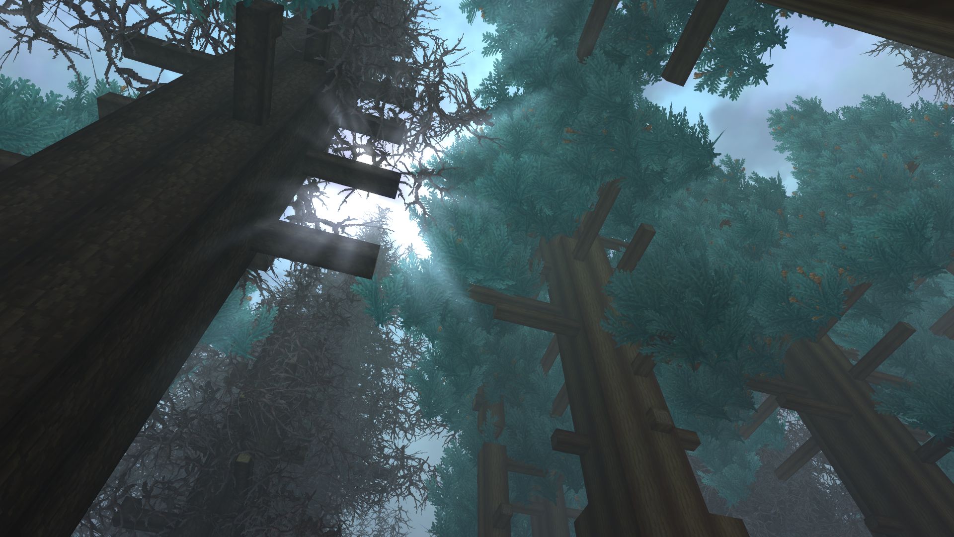 Солнечные лучи, пробивающиеся сквозь лесной полог, создают атмосферные лучи света